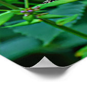 Monarch Butterfly in Flowers Poster (Hoek)