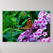 Monarch Butterfly in Flowers Poster (Voorkant)