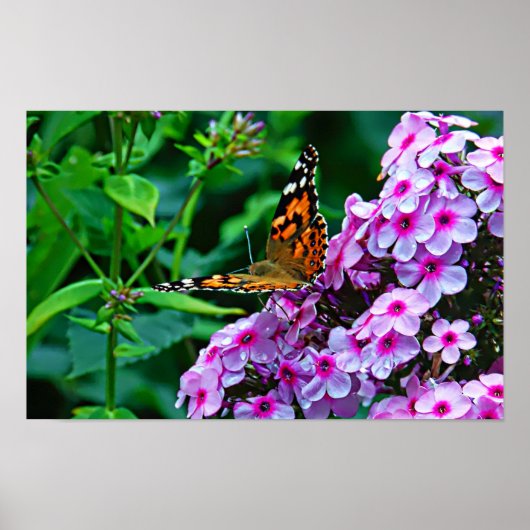Monarch Butterfly in Flowers Poster (Voorkant)