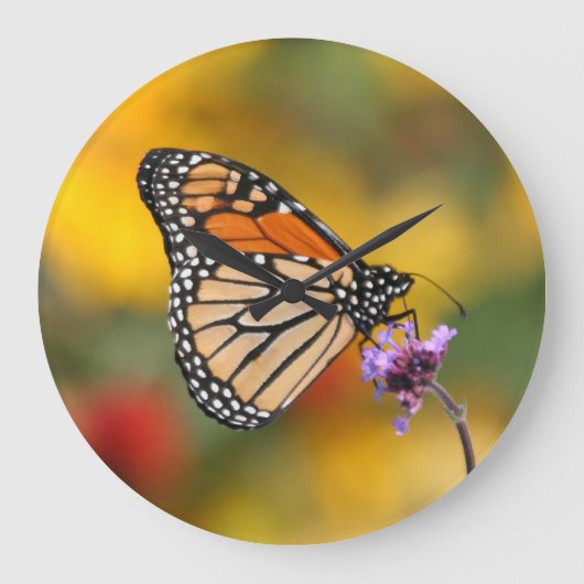 Monarch Butterfly in Search of Pollen Grote Klok (Voorkant)