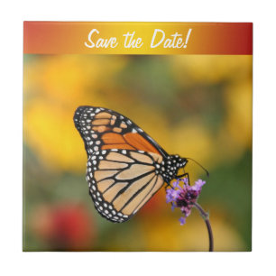 Monarch Butterfly in Search of Pollen Tegeltje