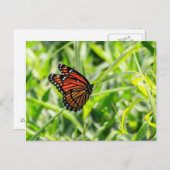 Monarch Butterfly in vlucht Briefkaart (Voorkant / Achterkant)