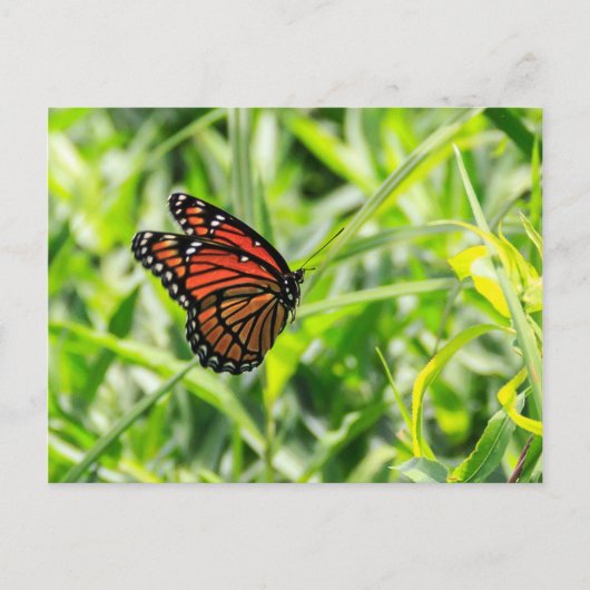 Monarch Butterfly in vlucht Briefkaart (Voorkant)