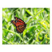 Monarch Butterfly in vlucht Foto Afdruk (Voorkant)