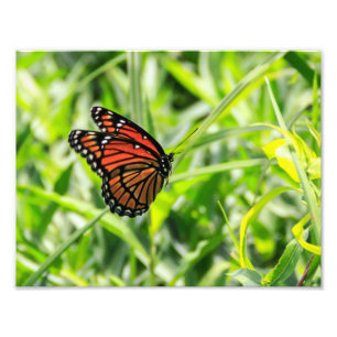 Monarch Butterfly in vlucht Foto Afdruk