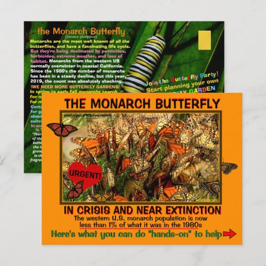 Monarch Butterfly is met uitsterven bedreigd, hier Briefkaart (Voorkant / Achterkant)
