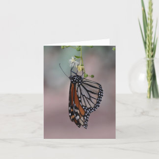 Monarch Butterfly Kaart