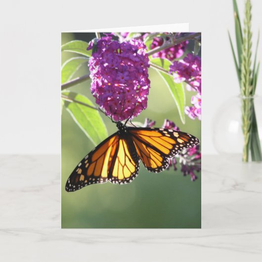 Monarch Butterfly Kaart (Voorkant)