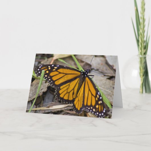 Monarch Butterfly Kaart (Voorkant)