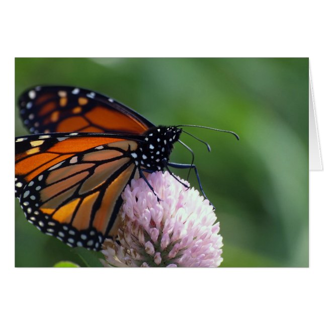 Monarch Butterfly - Kaarten (Voorkant Horizontaal)