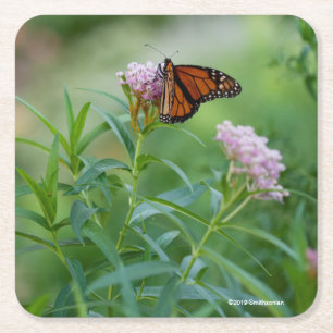 Monarch Butterfly Kartonnen Onderzetters