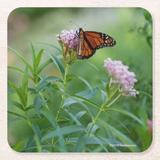 Monarch Butterfly Kartonnen Onderzetters (Voorkant)