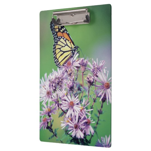 Monarch Butterfly Klembord (Links)