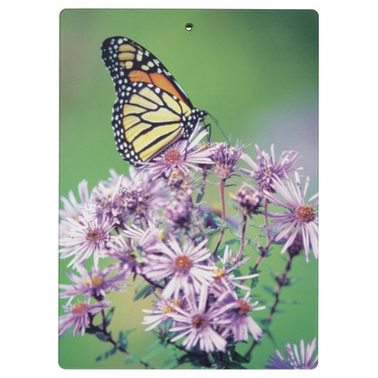 Monarch Butterfly Klembord (Achterkant)