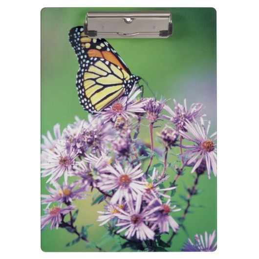 Monarch Butterfly Klembord (Voorkant)