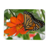 Monarch Butterfly Magneet (Horizontaal)