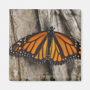 Monarch Butterfly Magneet