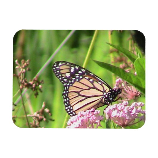 Monarch Butterfly Magneet (Horizontaal)