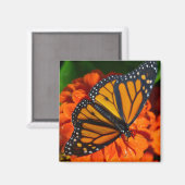 Monarch Butterfly Magneet (Voorkant / Achterkant)