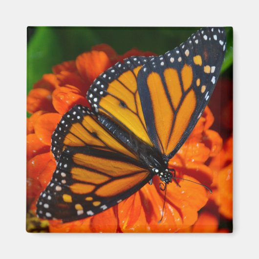 Monarch Butterfly Magneet (Voorkant)