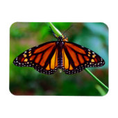Monarch Butterfly Magneet (Horizontaal)