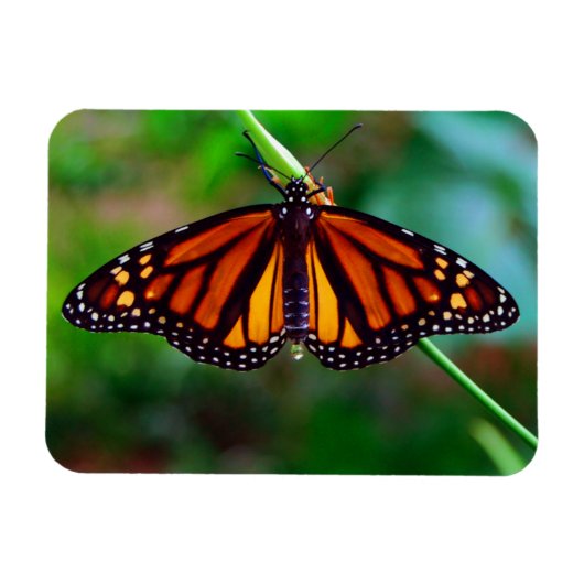 Monarch Butterfly Magneet (Horizontaal)