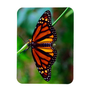 Monarch Butterfly Magneet
