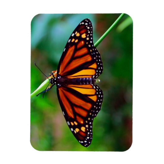 Monarch Butterfly Magneet (Verticaal)