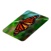 Monarch Butterfly Magneet (Linkerzijde)