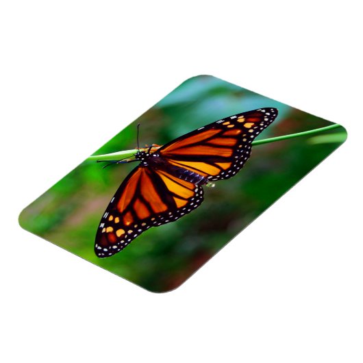 Monarch Butterfly Magneet (Linkerzijde)