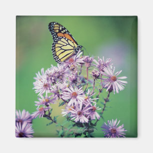 Monarch Butterfly Magneet