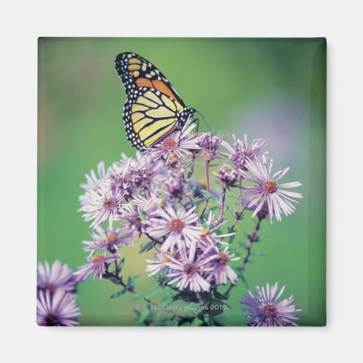 Monarch Butterfly Magneet (Voorkant)