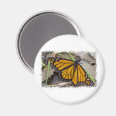 Monarch Butterfly Magneet (Voorkant / Achterkant)