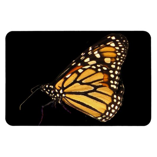 Monarch Butterfly Magneet (Horizontaal)