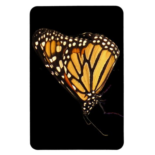 Monarch Butterfly Magneet (Verticaal)
