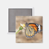 Monarch Butterfly Magneet (Voorkant / Achterkant)