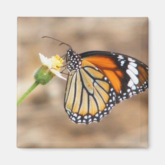 Monarch Butterfly Magneet (Voorkant)