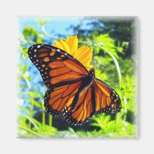 Monarch Butterfly Magnet (Voorkant)