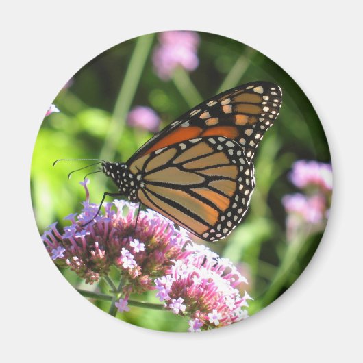 Monarch Butterfly Magnet (Voorkant)