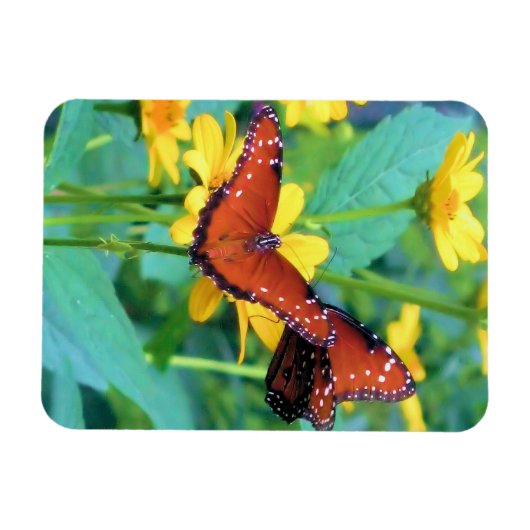 Monarch Butterfly - Magnet Magneet (Horizontaal)