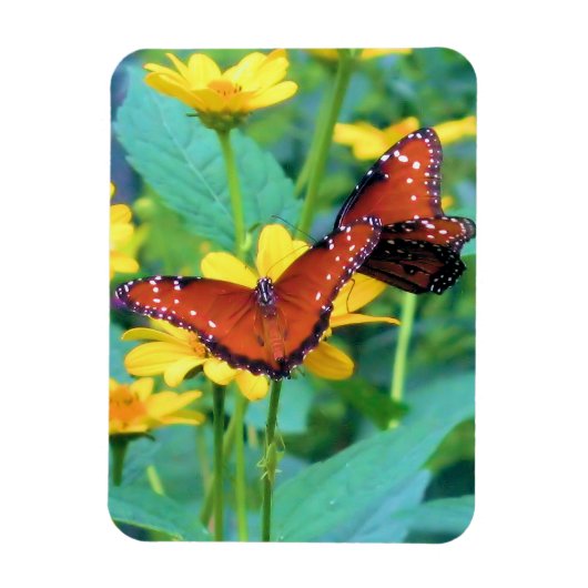 Monarch Butterfly - Magnet Magneet (Verticaal)