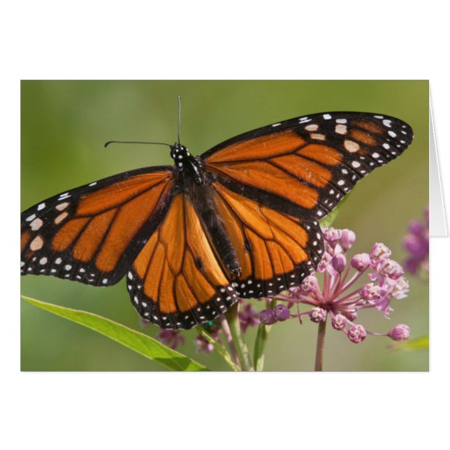 Monarch Butterfly man op Swamp Milkweed (Voorkant Horizontaal)