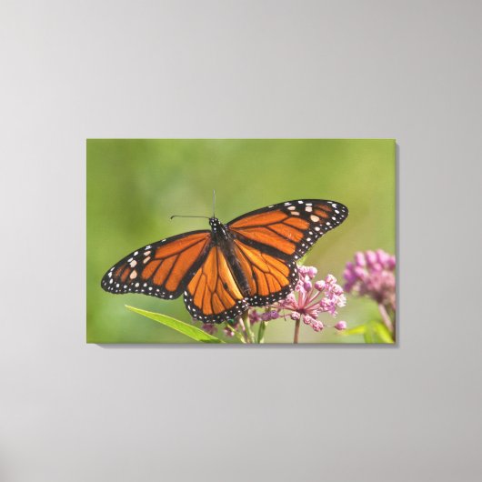 Monarch Butterfly man op Swamp Milkweed Canvas Afdruk (Voorkant)