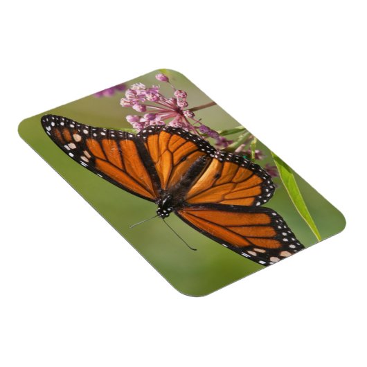 Monarch Butterfly man op Swamp Milkweed Magneet (Rechterzijde)