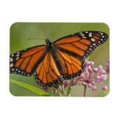 Monarch Butterfly man op Swamp Milkweed Magneet (Horizontaal)