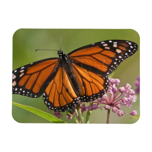 Monarch Butterfly man op Swamp Milkweed Magneet (Horizontaal)