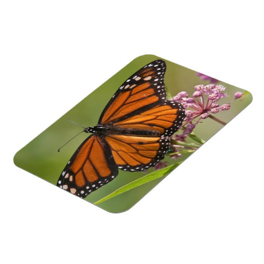 Monarch Butterfly man op Swamp Milkweed Magneet (Linkerzijde)