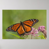 Monarch Butterfly man op Swamp Milkweed Poster (Voorkant)