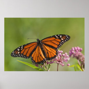 Monarch Butterfly man op Swamp Milkweed Poster