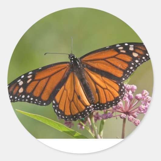 Monarch Butterfly man op Swamp Milkweed Sticker (Voorkant)